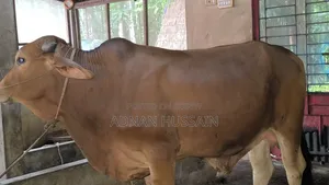 নেপালি ষাঁড় বিক্রয় হবে