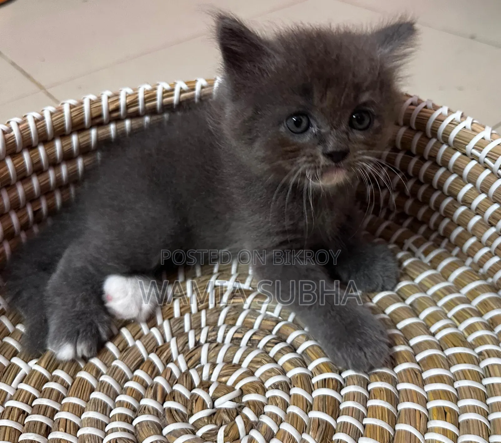 0-1 Month Male Purebred Persian Kitten