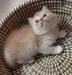 0-1 Month Male Purebred Persian Kitten