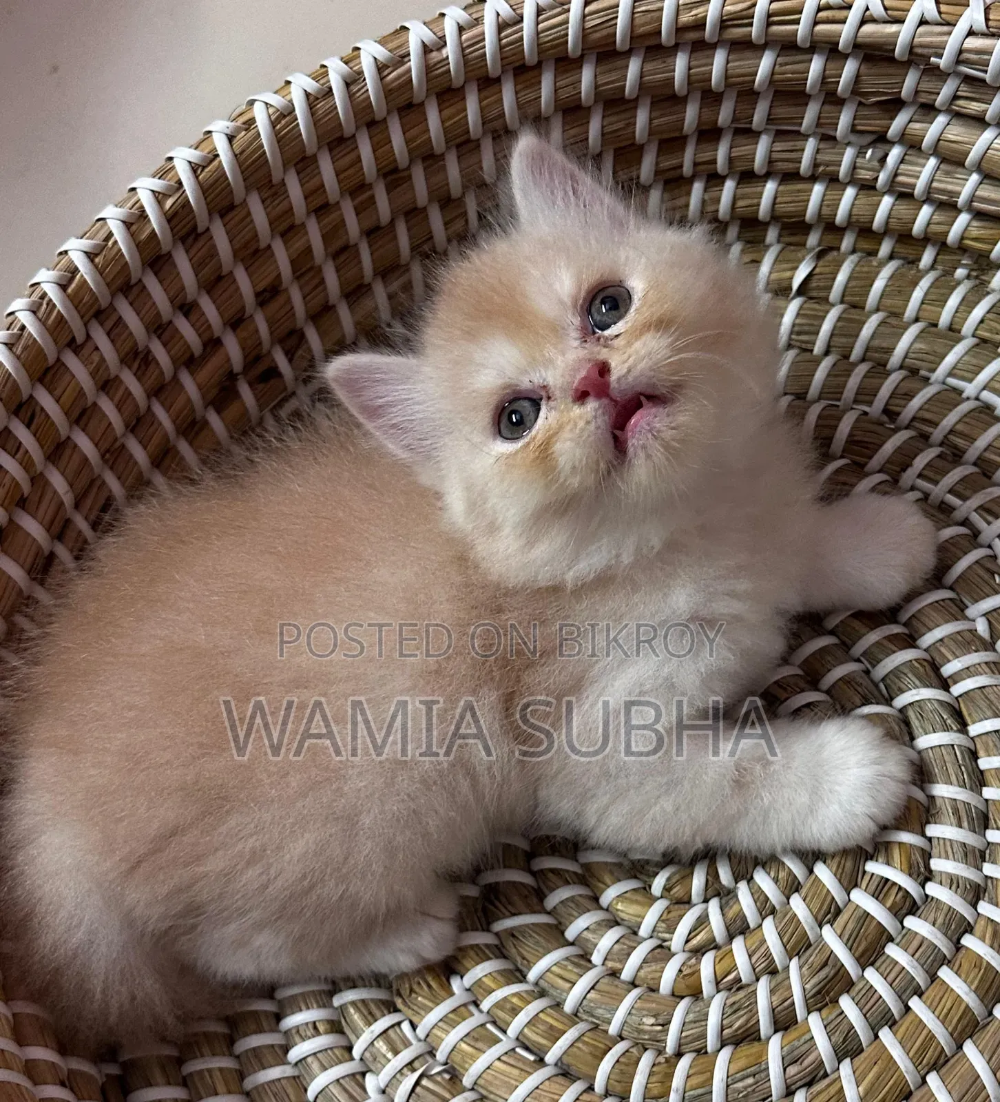 0-1 Month Male Purebred Persian Kitten