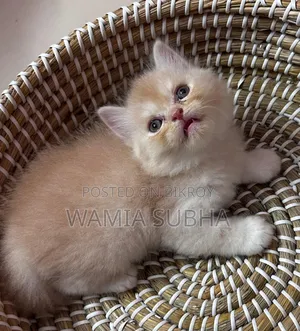 0-1 Month Male Purebred Persian Kitten