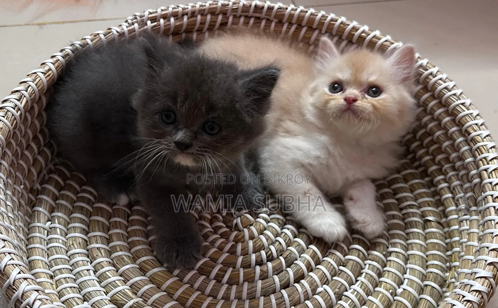 0-1 Month Male Purebred Persian Kitten
