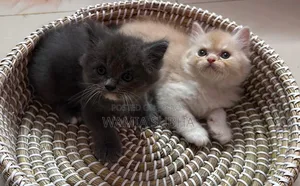 0-1 Month Male Purebred Persian Kitten
