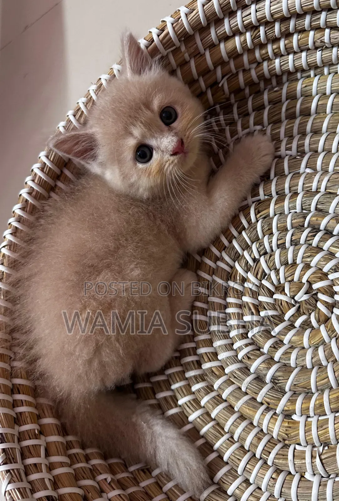 0-1 Month Male Purebred Persian Kitten
