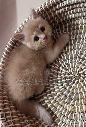 0-1 Month Male Purebred Persian Kitten