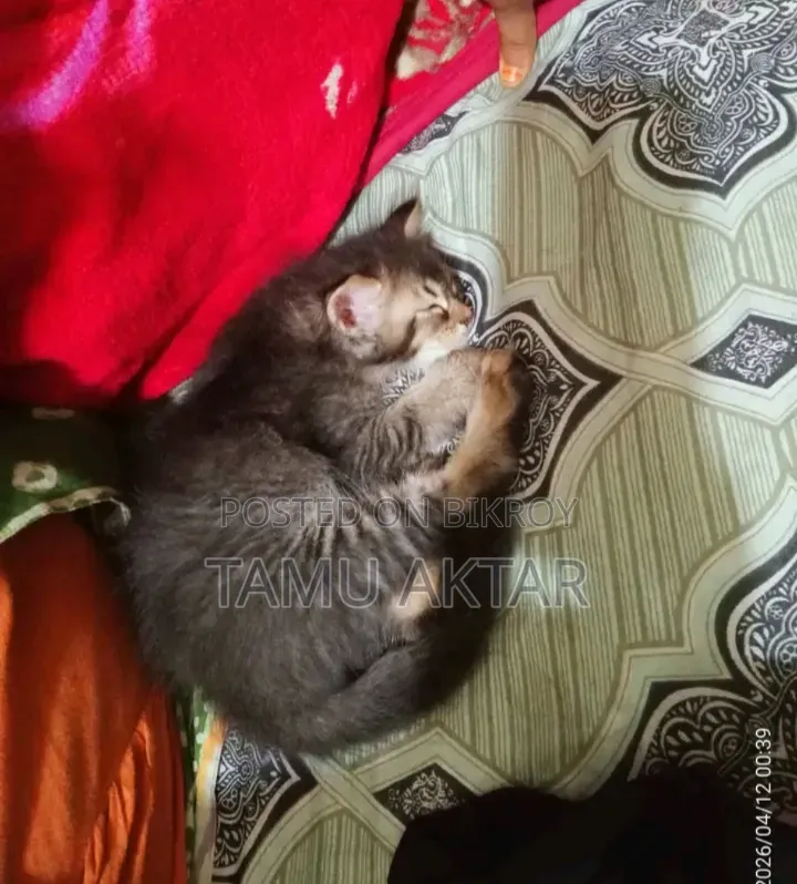 ১-৩ মাস বয়সী ফিমেল মিক্সড ব্রিড পার্সিয়ান