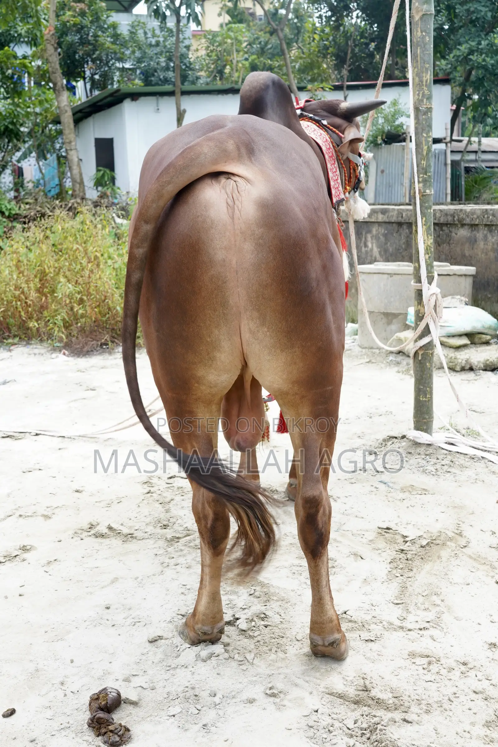 Red Shindi Bull