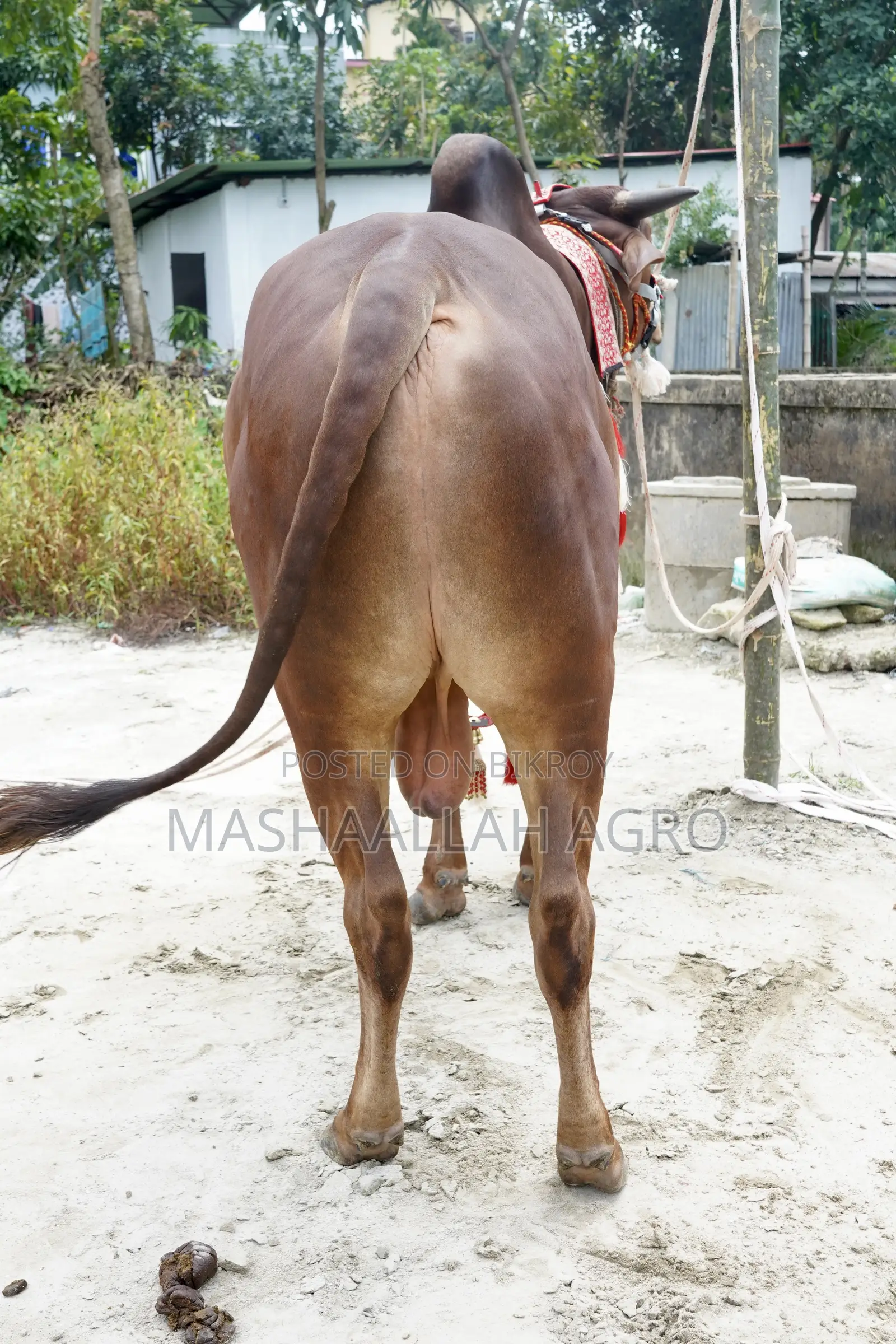Red Shindi Bull