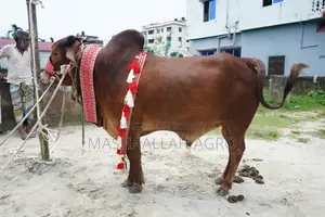 Red Shindi Bull