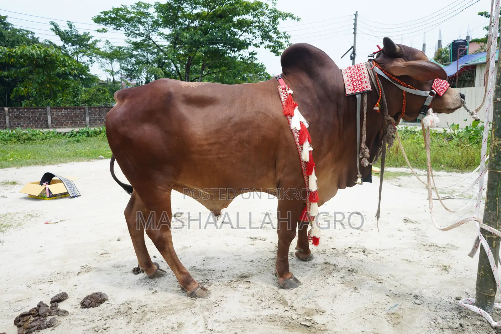 Red Shindi Bull