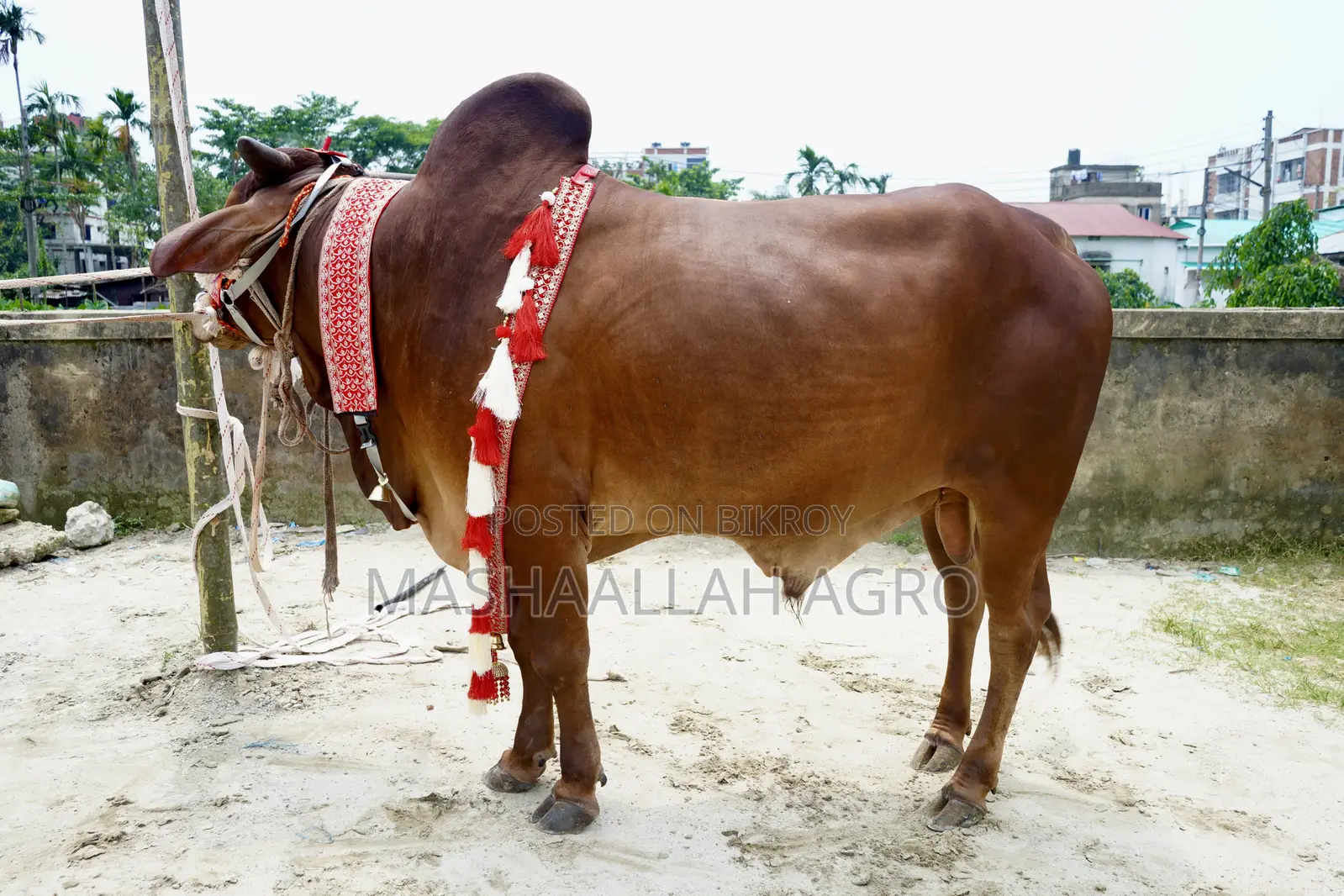 Red Shindi Bull