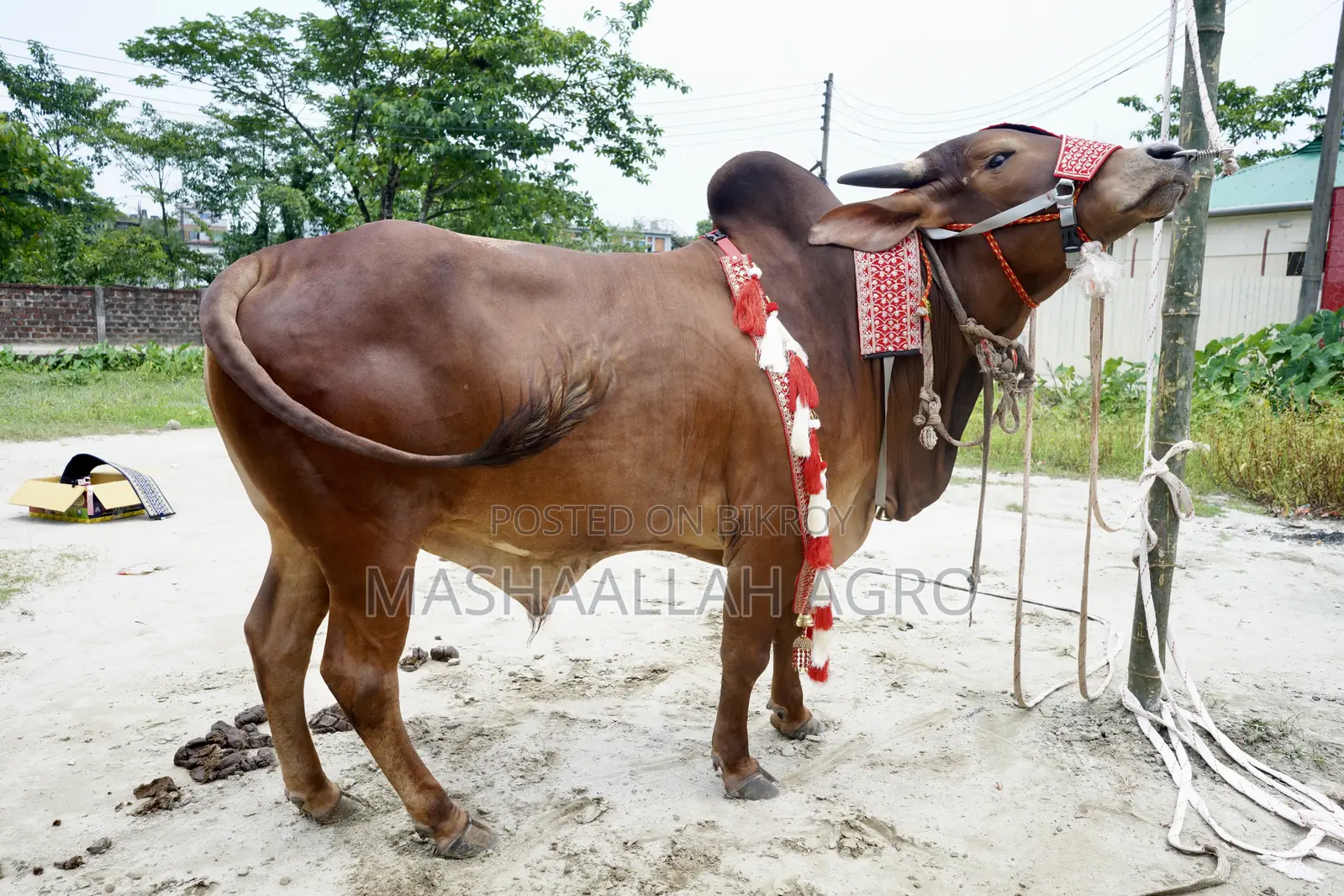 Red Shindi Bull