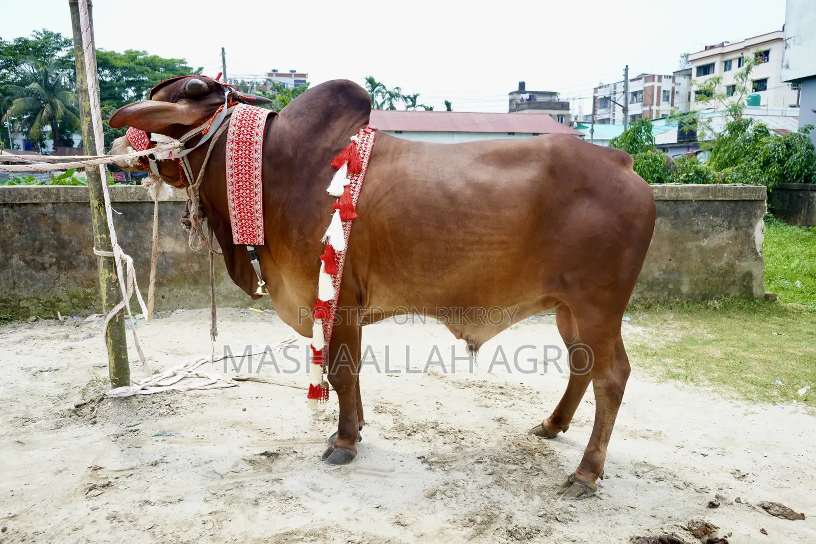 Red Shindi Bull