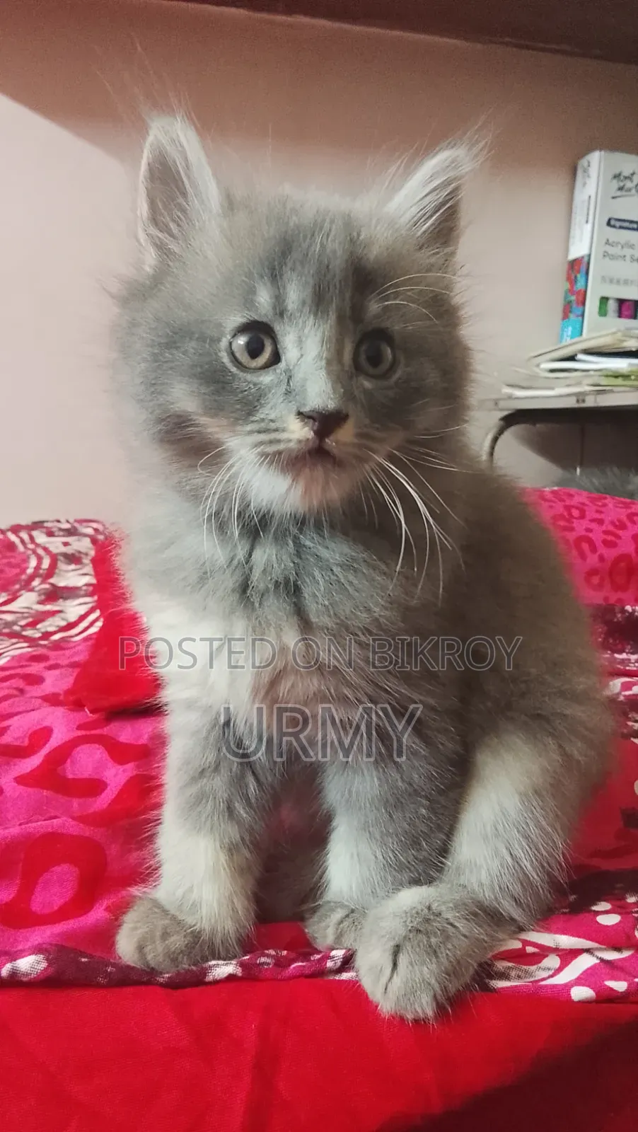 1-3 Months Male Mixed Breed Persian