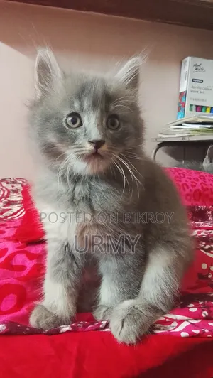 1-3 Months Male Mixed Breed Persian