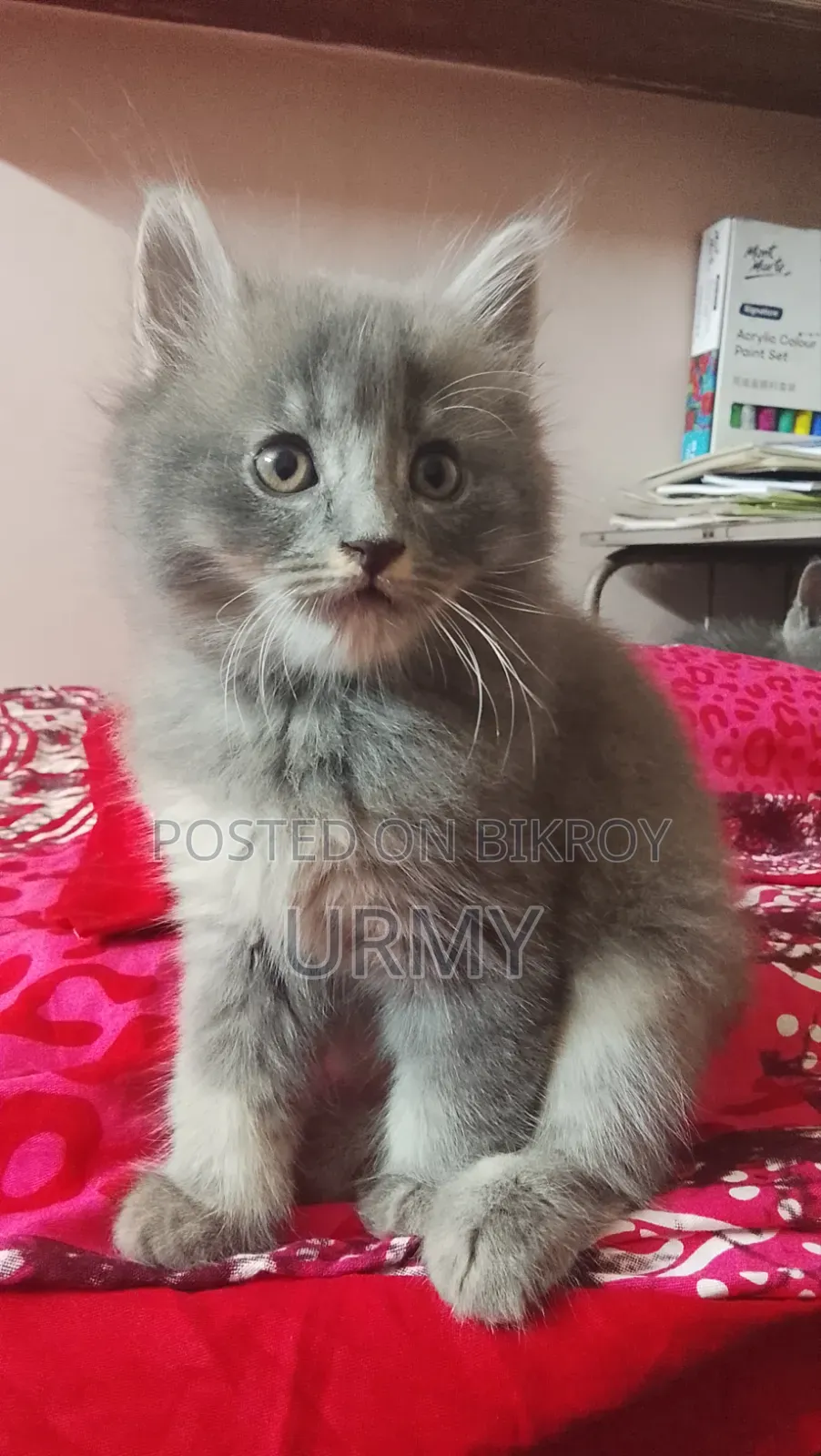 1-3 Months Male Mixed Breed Persian