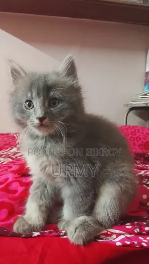 1-3 Months Male Mixed Breed Persian