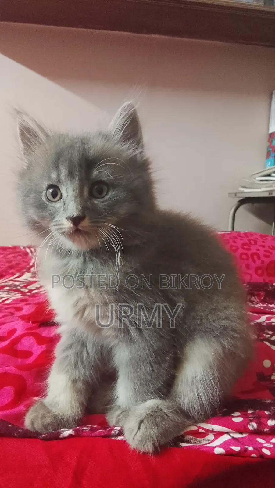 1-3 Months Male Mixed Breed Persian