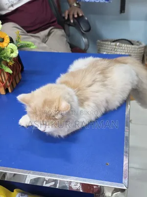 ৩-৬ মাস বয়সী ফিমেল পিওরব্রেড পার্সিয়ান