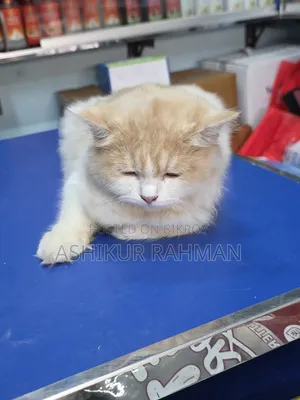 3-6 Months Female Purebred Persian