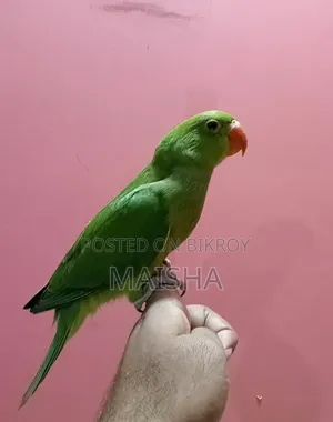 Indian Ringneck