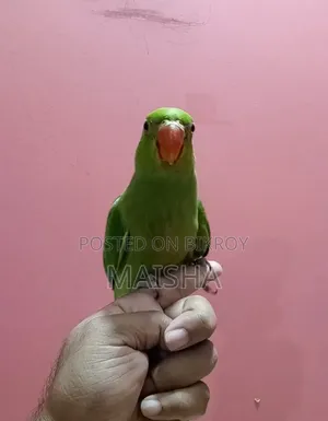 Indian Ringneck