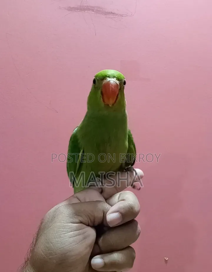 Indian Ringneck