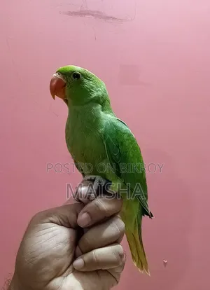 Indian Ringneck