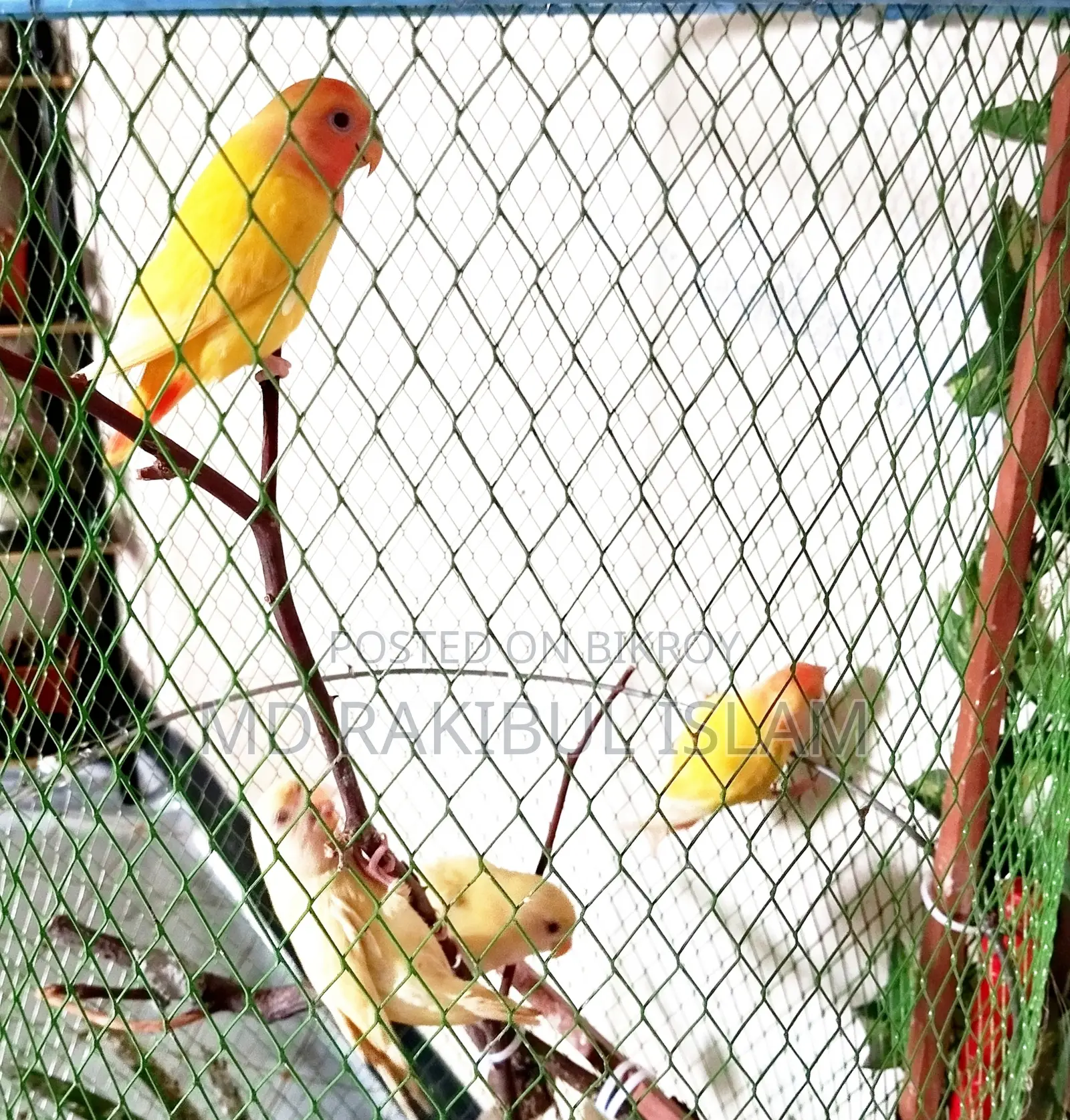 Tem Kora Love Bird