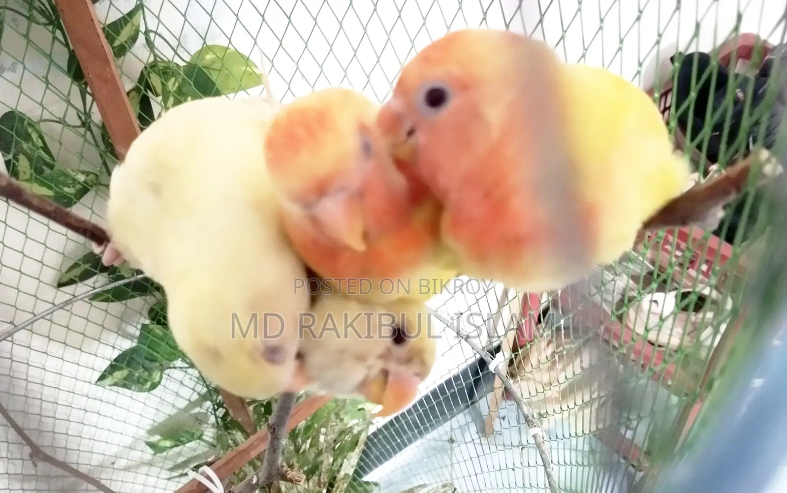 Tem Kora Love Bird
