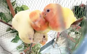 Tem Kora Love Bird