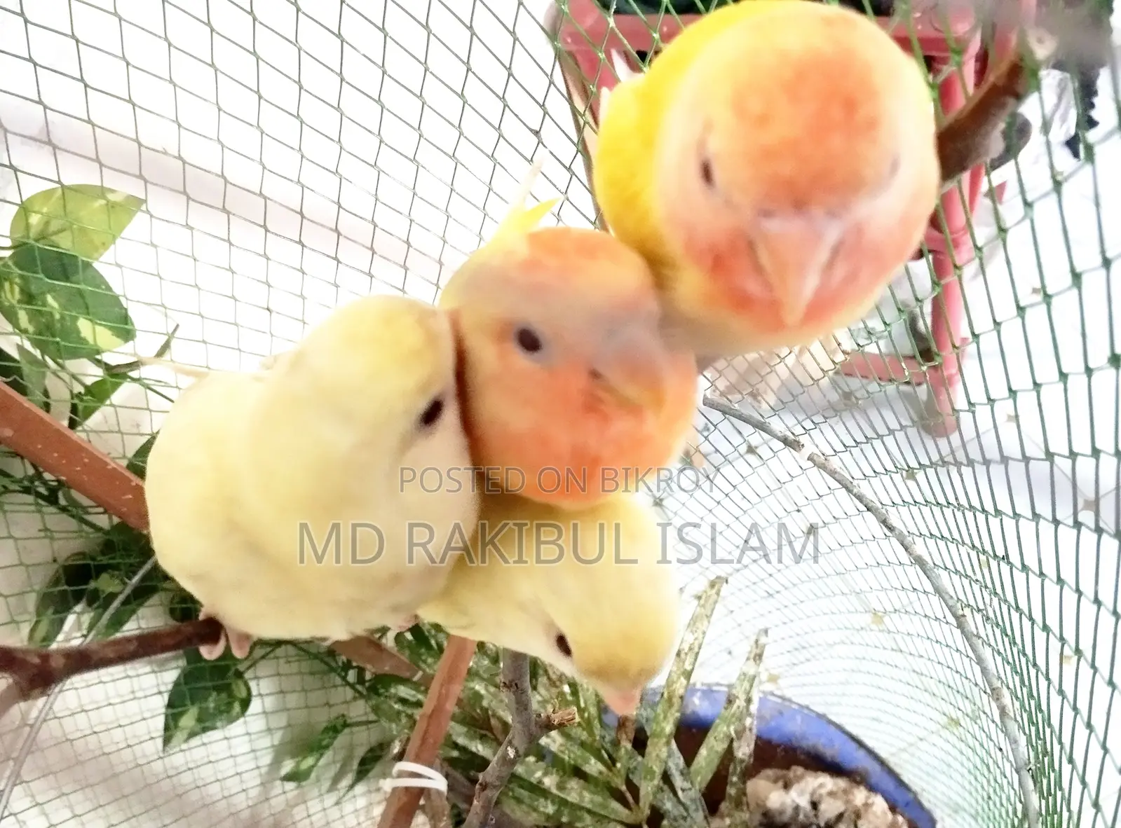 Tem Kora Love Bird