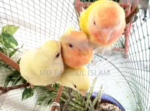 Tem Kora Love Bird