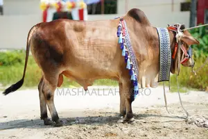 Shahiwal Bull