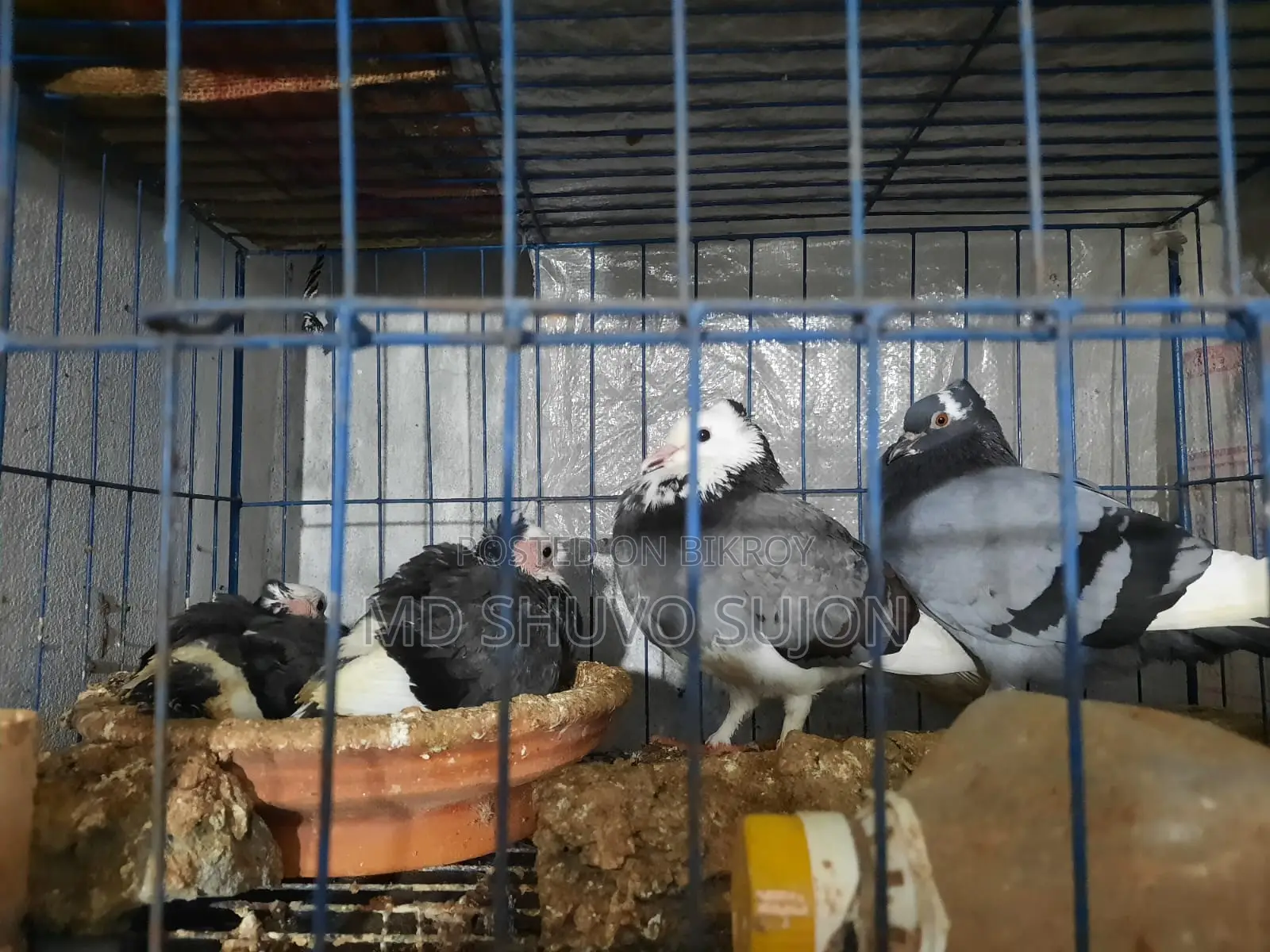 Raj Golla Pigeon