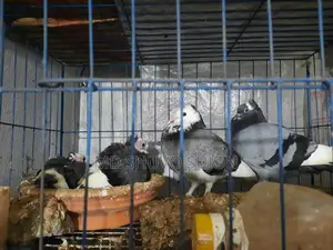 Raj Golla Pigeon