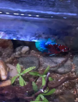 কয় গ্যালাক্সি প্লাকাট বেটা