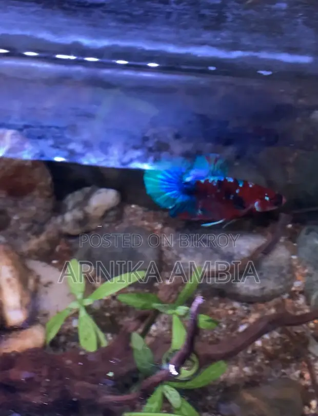 কয় গ্যালাক্সি প্লাকাট বেটা