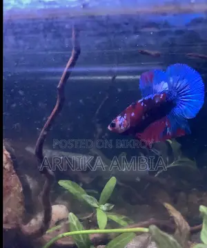 কয় গ্যালাক্সি প্লাকাট বেটা