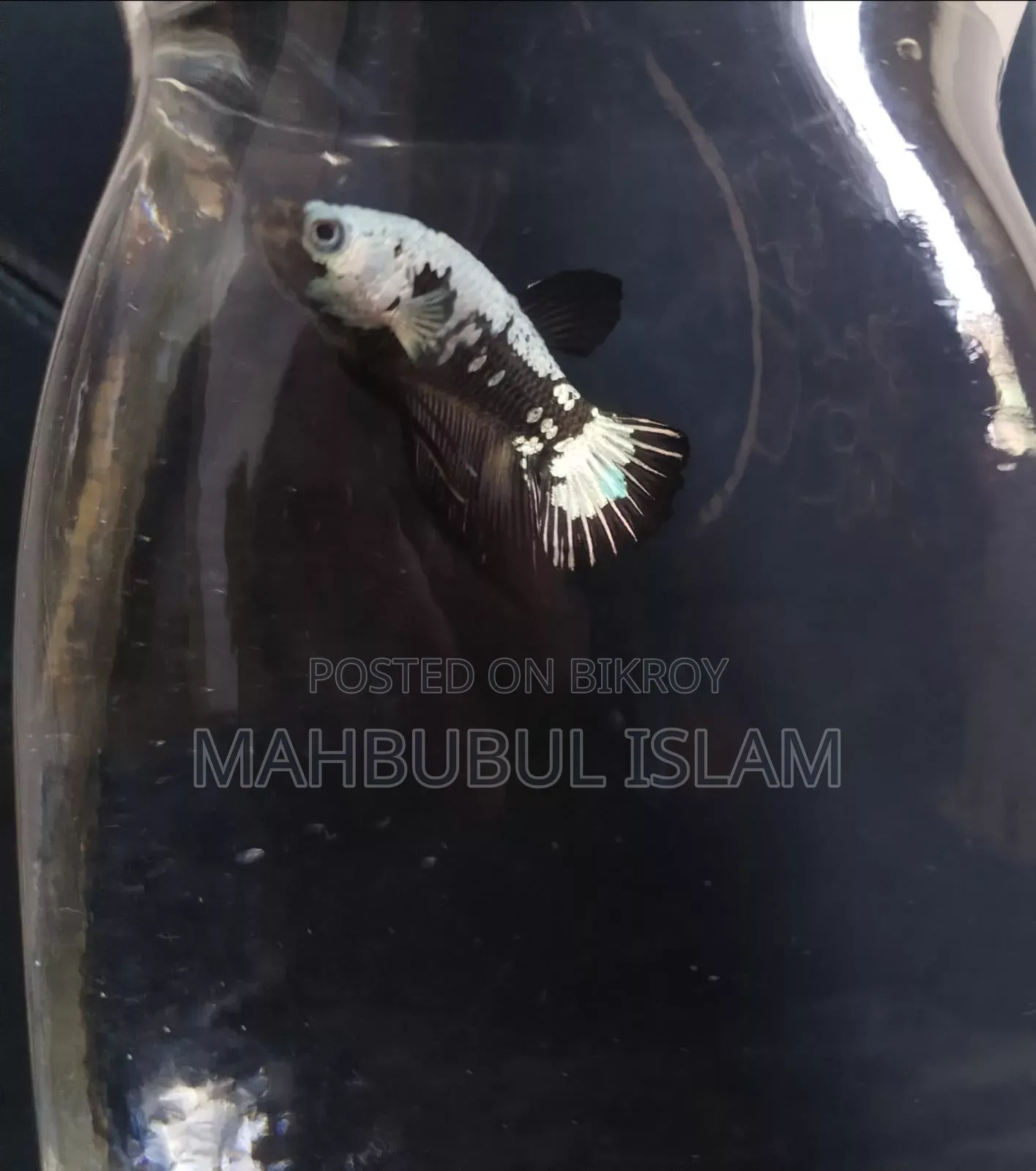 Black Samurai Betta