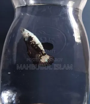 Black Samurai Betta