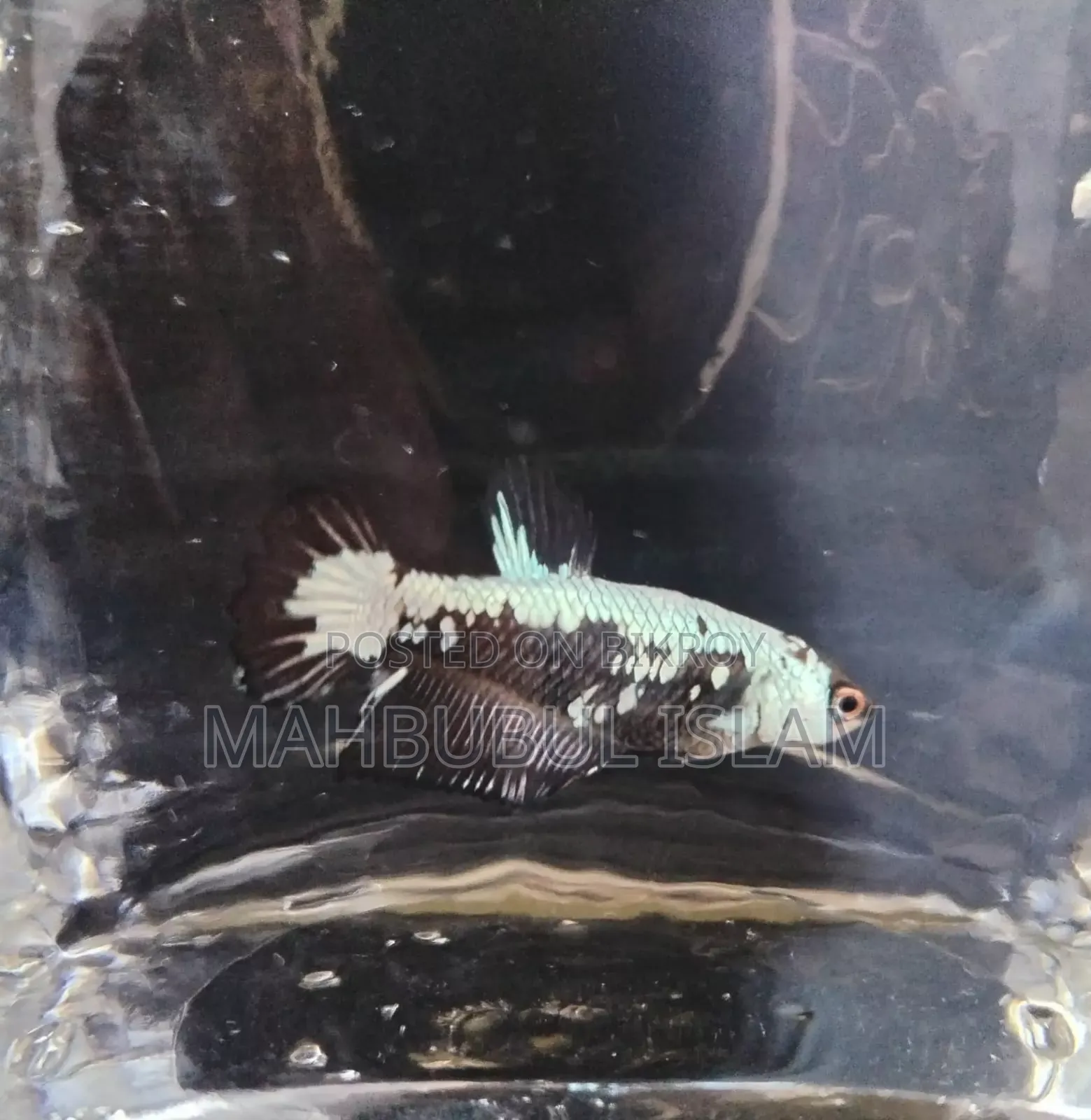 Black Samurai Betta