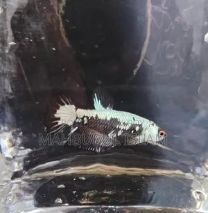 Black Samurai Betta