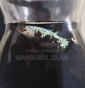 Black Samurai Betta