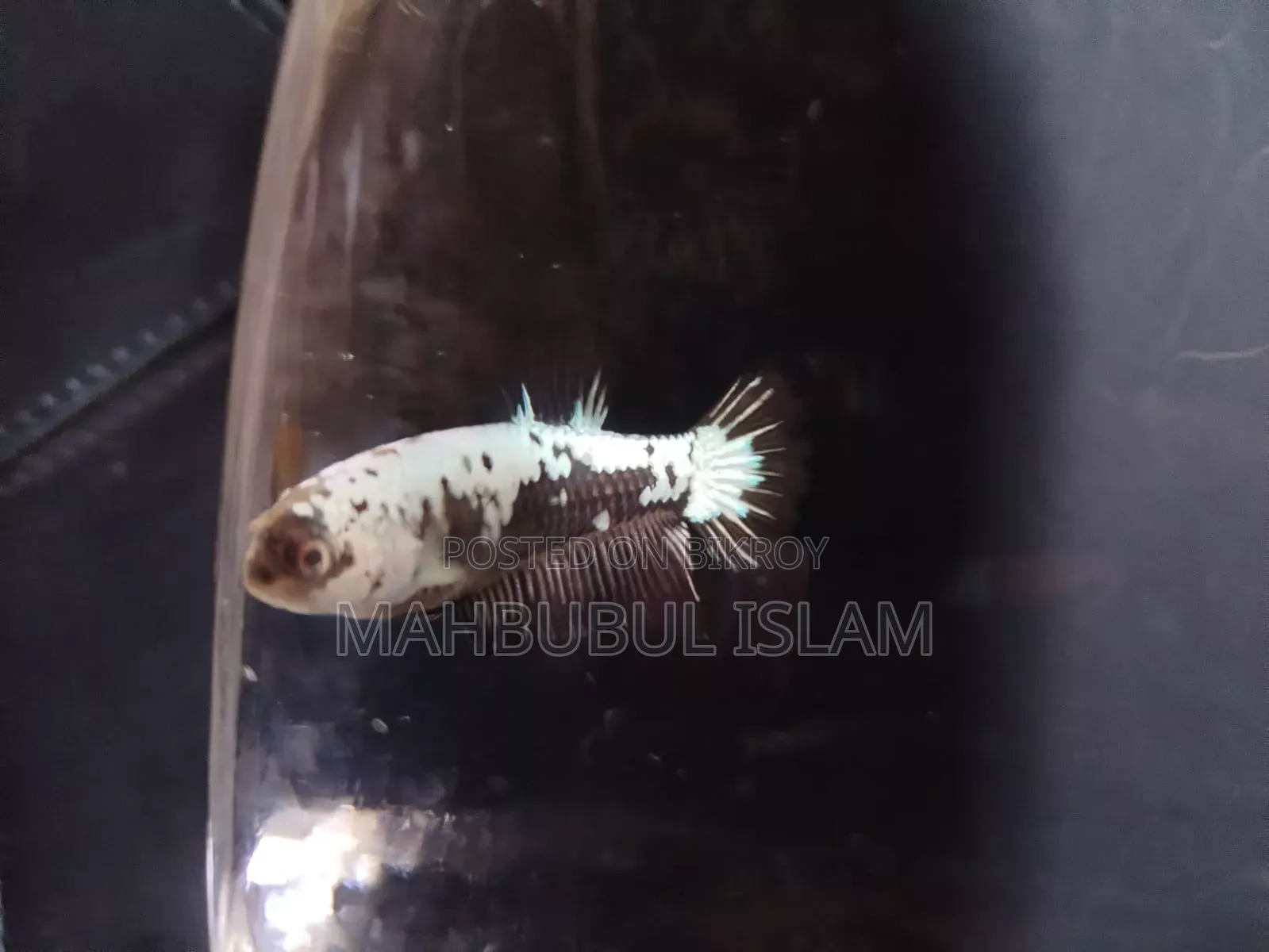 Black Samurai Betta