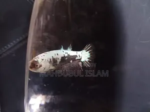 Black Samurai Betta