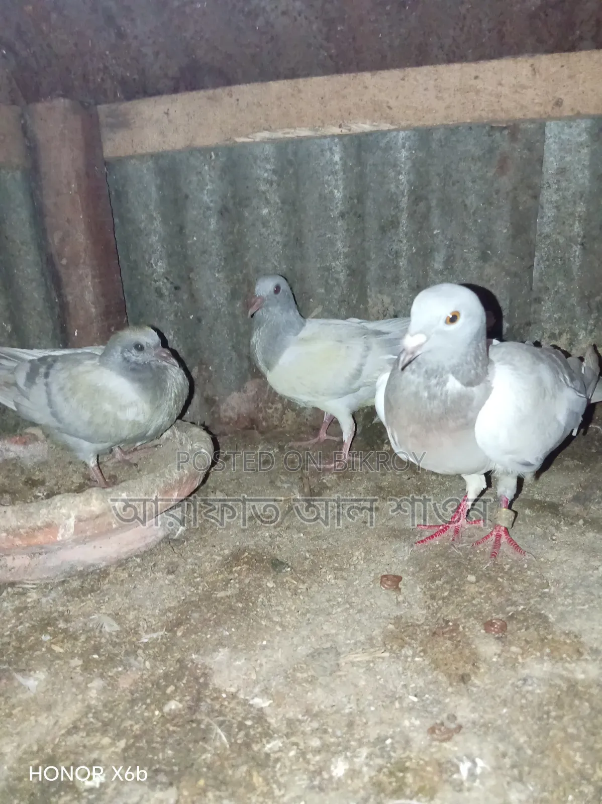 Pigeons for sale with chicks