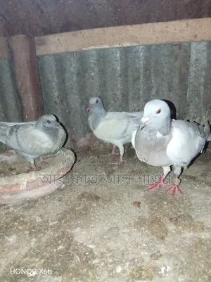 Pigeons for sale with chicks
