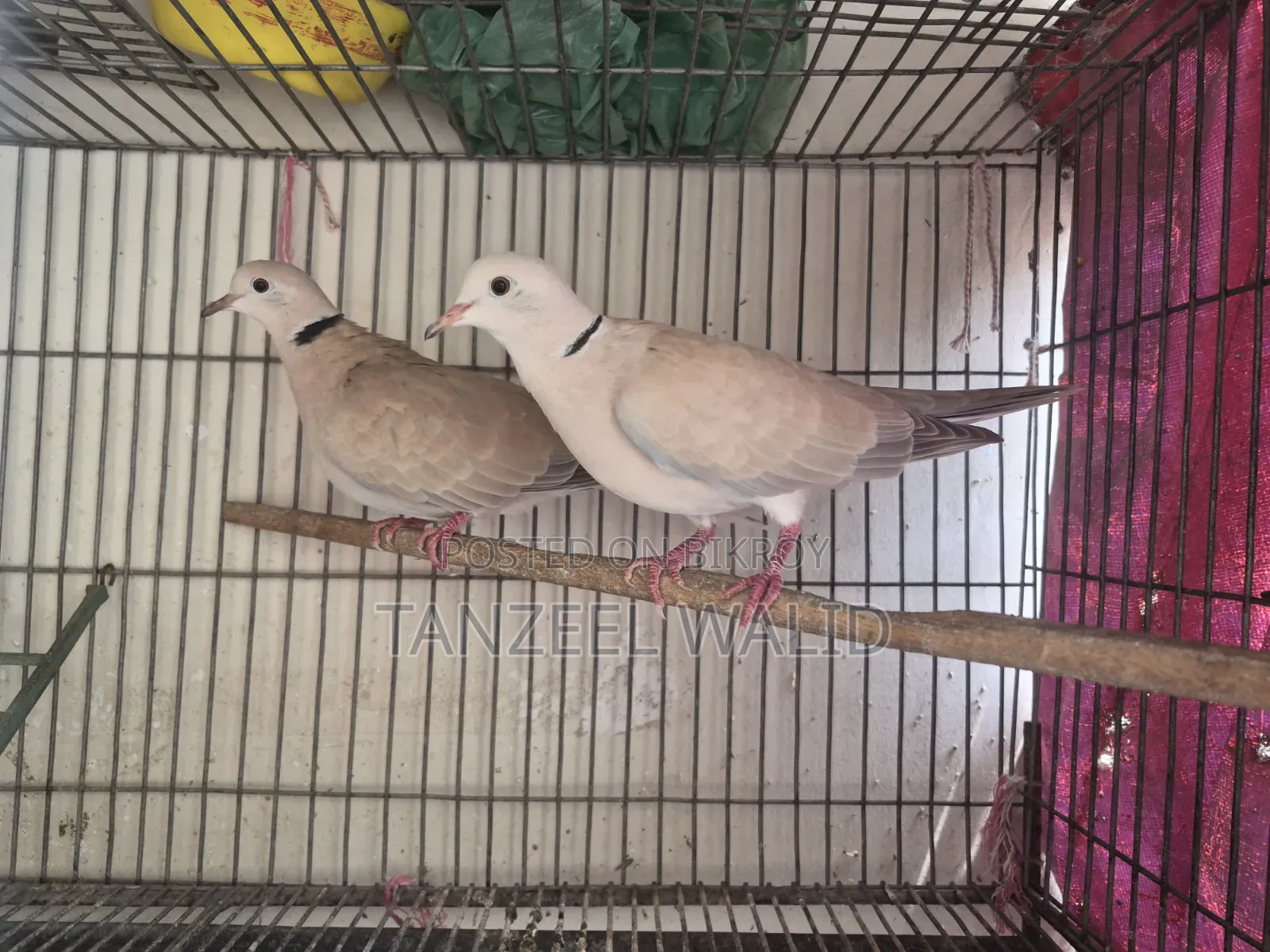 Ringneck Dove