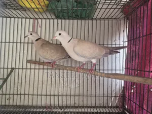 Ringneck Dove